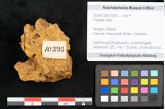 Foto (Objekt + Etikett) von Plantae indet.  (NHMW-GEO-2024-0188-10393)
